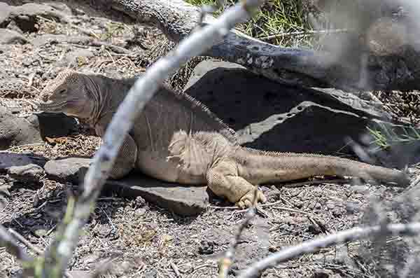 Iguana terrestre de Santa Fé - isla Santa Fé - islas Galápagos - Ecuador 05.jpg